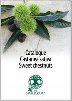 castanea sativa sweet chestnuts