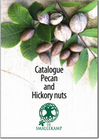 pecan and hickory nuts