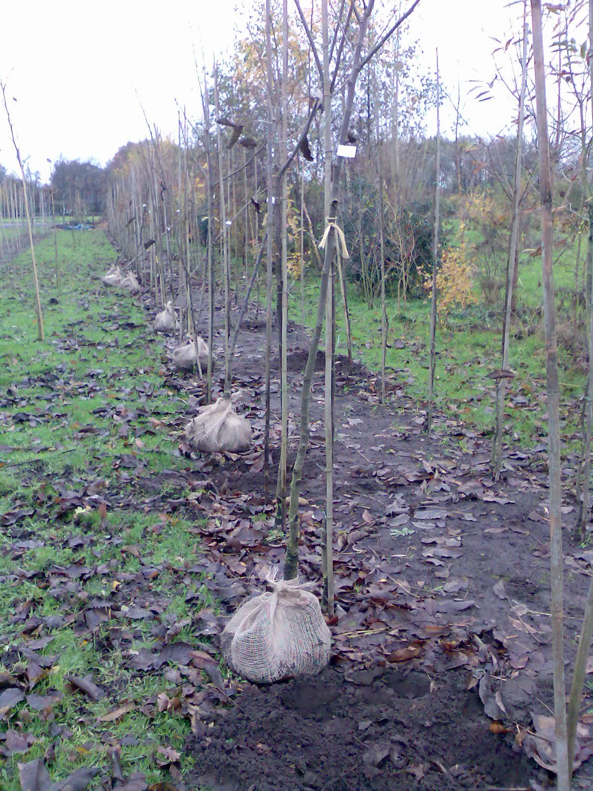 bomen plantseizoen