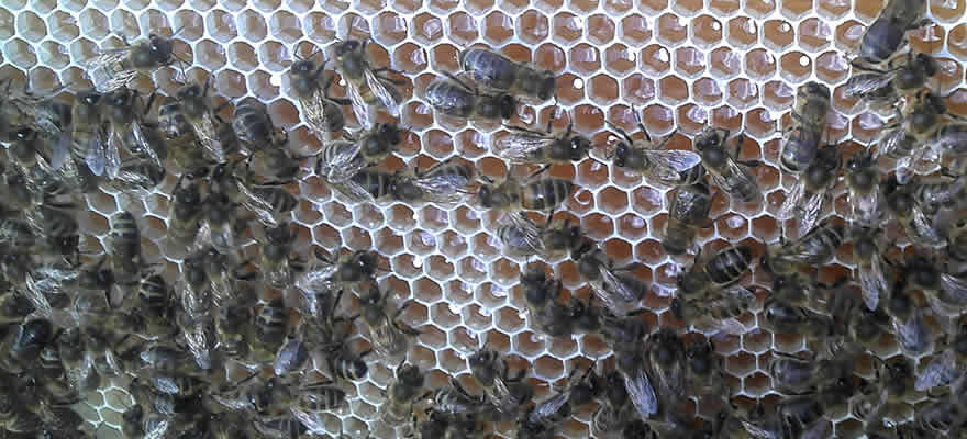 Bijen op de heide 