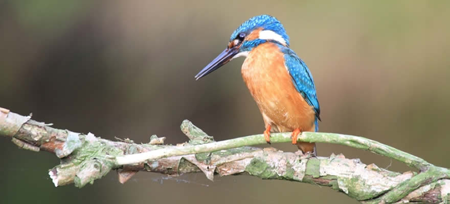 De natuur op De Smallekamp