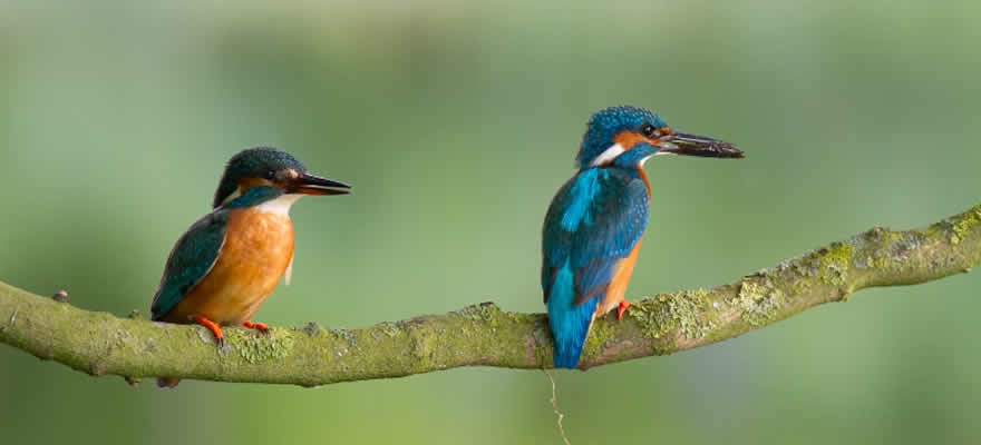 kwekerij de smallekamp ijsvogel duo